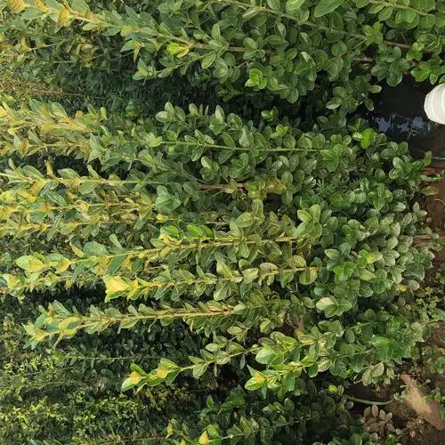 绿化北海道黄杨