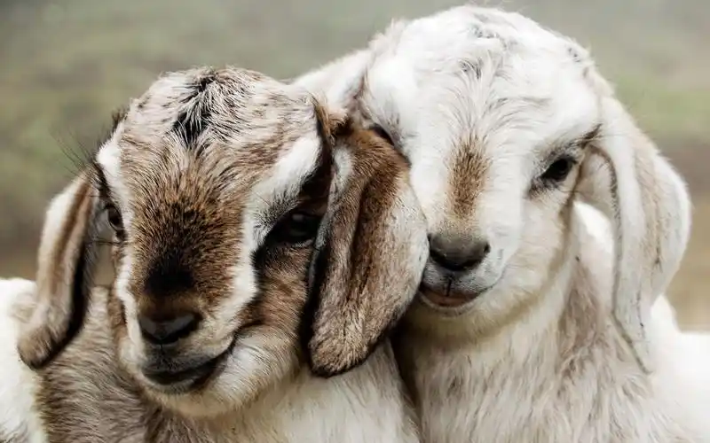 超级可爱的绵羊 壁纸图片 _ 图片网