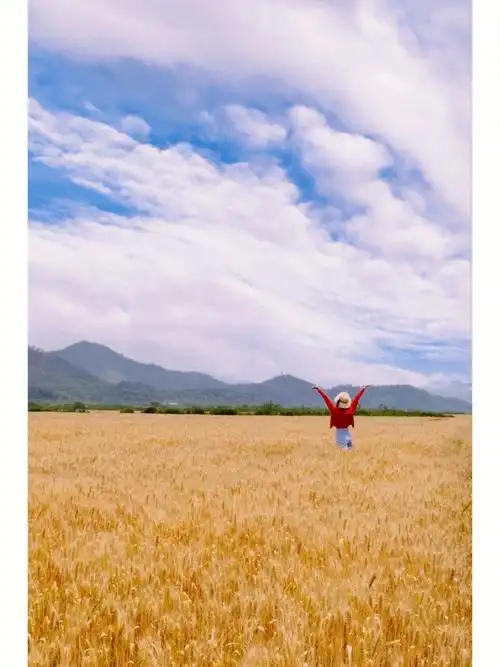 5月东钱湖远山风吹麦田