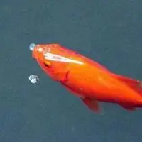 红色鲤鱼微信头像_微信头像图片大全