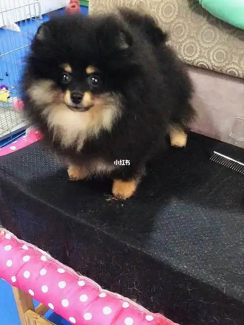 各个方面都很棒的黑金包金