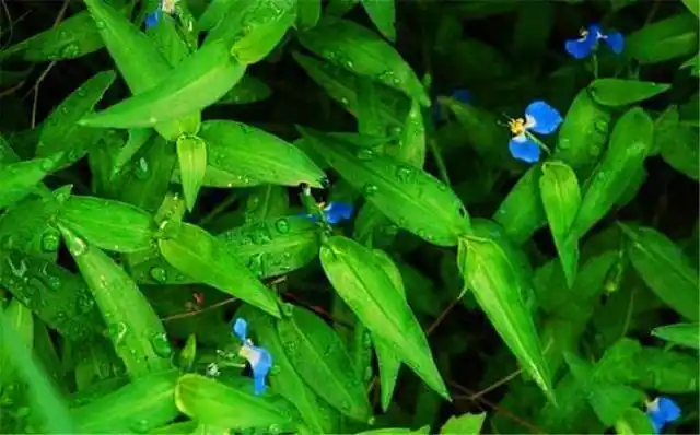 鸡舌草的价值和功效鸡舌草的营养价值:别看鸡舌草是一种杂草,它的营养