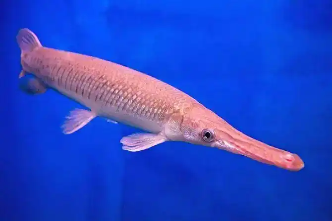 每天认识一种鱼(207)丨雀鳝:超级大霸王