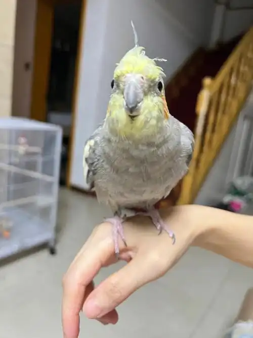 手养鹦鹉  #玄凤原始灰最近在换毛.真的太丑了.还有就是.