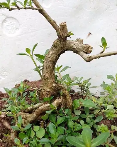 六月雪,小老桩!