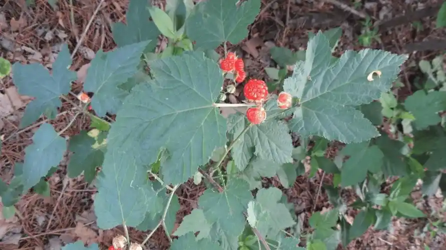 【武夷山5日森林科考亲子营】探索原始森林里的社交