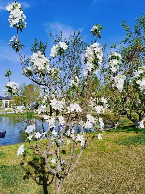 一起在雄安种下的海棠树已经开花了!|雄安|海棠树_新浪新闻