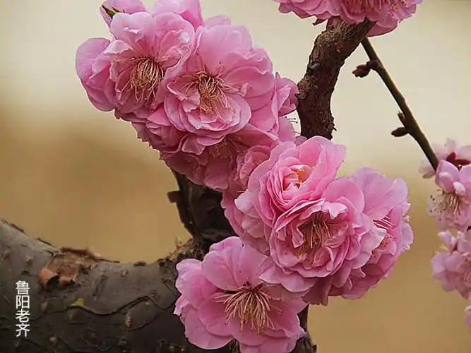 梅花8一一丰后梅