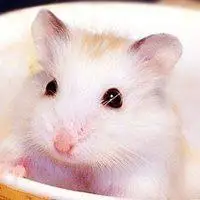 仓鼠头像情侣一对两张_微信头像图片大全