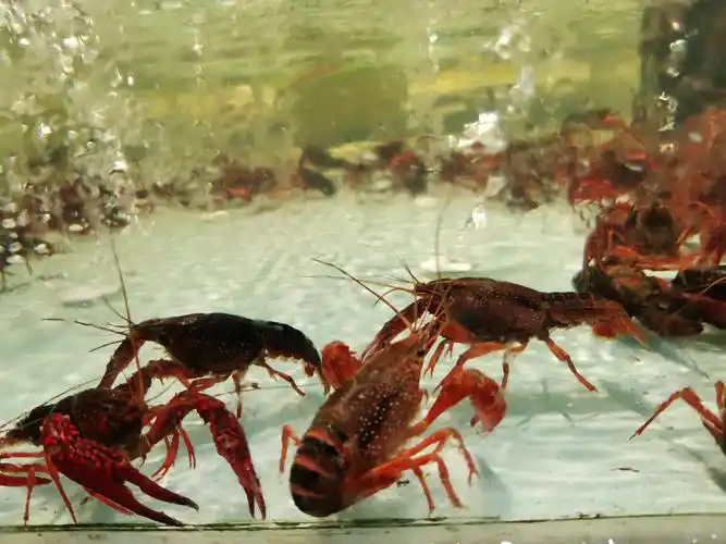 水中小龙虾