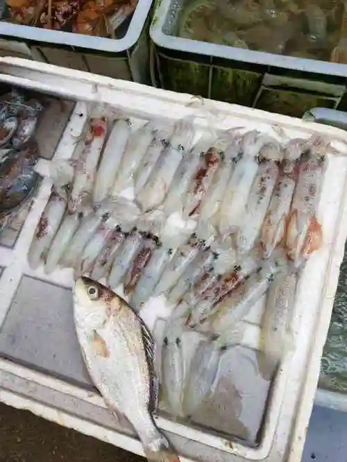 打分 今天的鱿鱼仔真的好新鲜,身上一闪一闪的才是新鲜活着的.