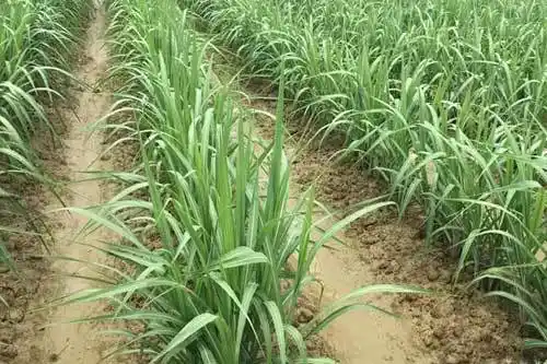 利用甘蔗无效分蘖育苗移裁可降低成本