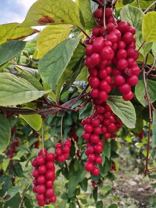 五味子醉在秋天