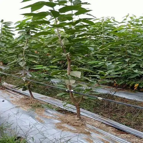 车厘子苗品种介绍黑珍珠车厘子樱桃苗推荐