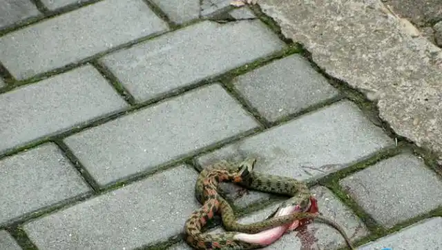 九江人注意这里有蛇出没不止一两条