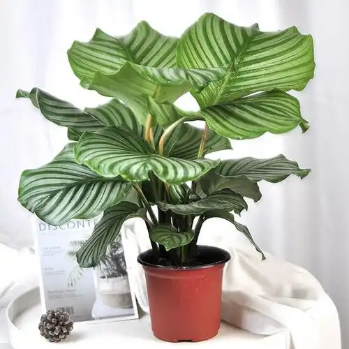 青苹果竹芋盆栽大叶型室内耐阴植物客厅桌摆甲醛绿植