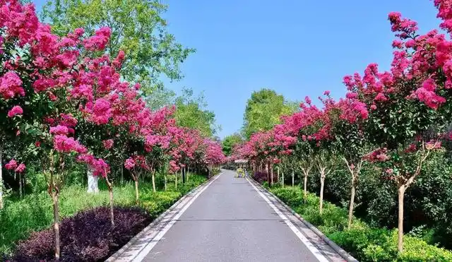 紫薇树的种植与养护是如何的紫薇树冬天的养殖方式是什么