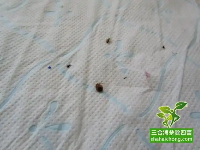 家中发现虱子危害随意用药不治本.