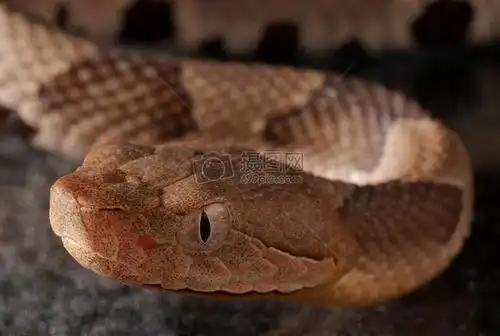 毒蛇三角头最迷人的最危险蝰蛇家族当中那些致命的迷人