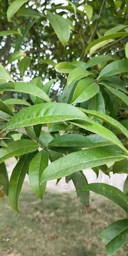 桂花叶片长椭圆形,叶缘出现钝锯齿形状,叶面颜色为墨绿色,秋梢生长