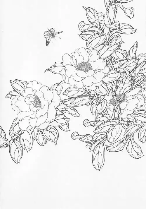 各色茶花的画法教程,这么好看,上手学画一幅吧!(附白描画谱)