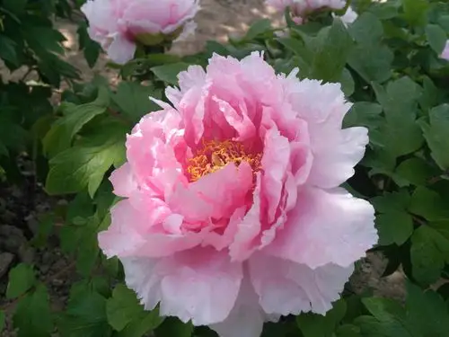 牡丹一一春天里最美的遇见