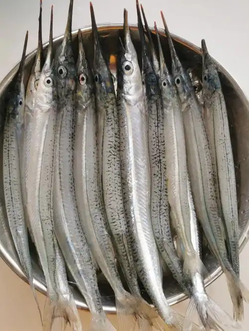 raglan码头岸钓针鱼