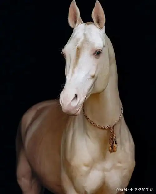 akhalteke全球最美金色皮毛马比利时黑珍珠貌美如仙气飘飘