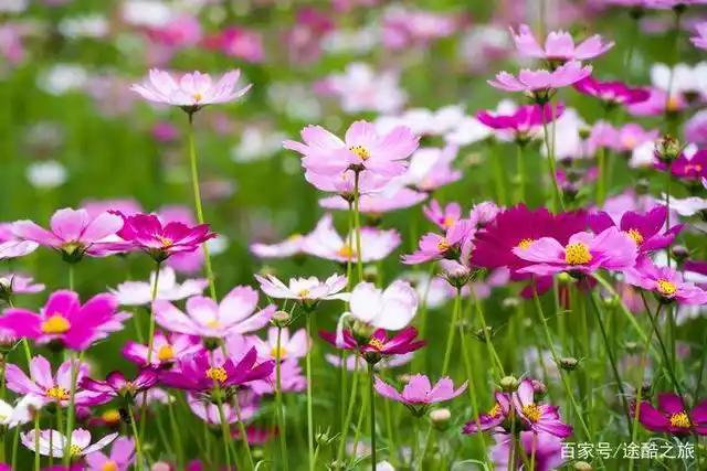 广州海珠湿地公园的那一片格桑花海,留给我美丽的回忆