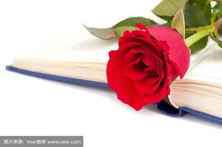 红玫瑰和书