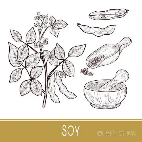 大豆.植物茎, 叶子, 花, 水果.砂浆, 勺子, 粉末.设置.单声道.素描