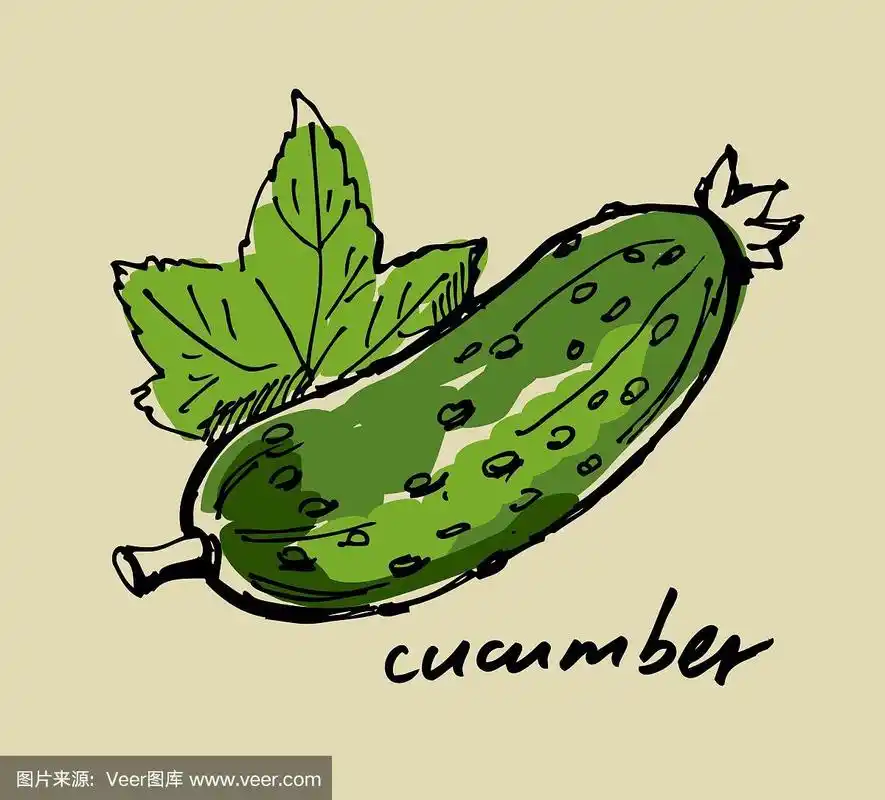 手绘黄瓜
