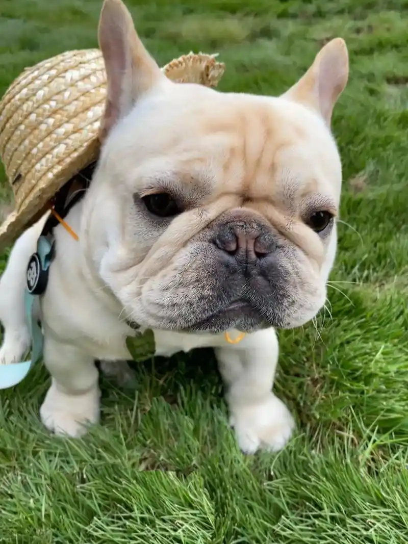 法国斗牛犬 #萌宠出道计划 #这么可爱的狗狗当然要宠着啊  - 抖音