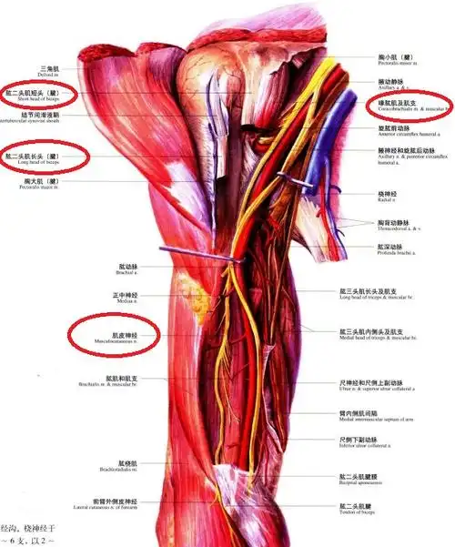肩关节肱二头肌的解剖学特点是怎样的有哪两个头有什么作用毗邻结构有