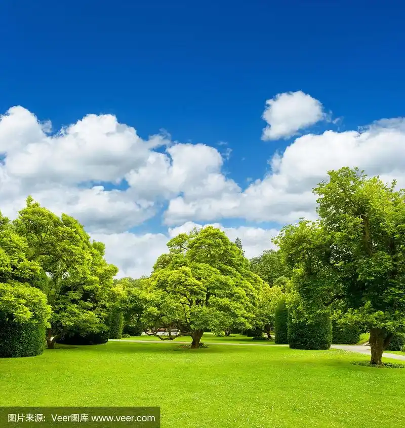 美丽的公园树木覆盖着蓝天.正式的花园
