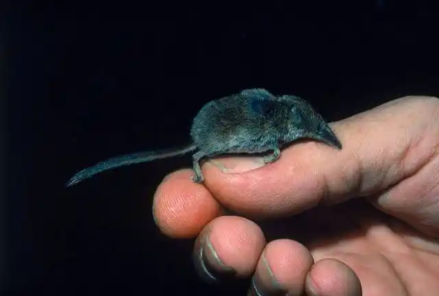 世界上最小的哺乳动物,居然不到两克重