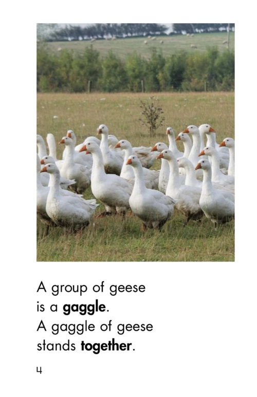 gaggle,herd,and murder_腾讯新闻