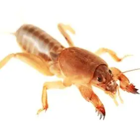 we typically provide pest control for 3 types of mole crickets