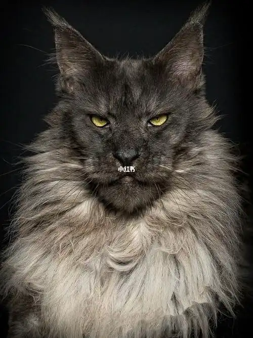 截图告诉我你最喜欢哪个颜色的缅因猫