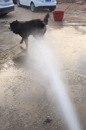 狗狗刚从泥里混回来,主人水枪突突,狗子差点被喷飞!