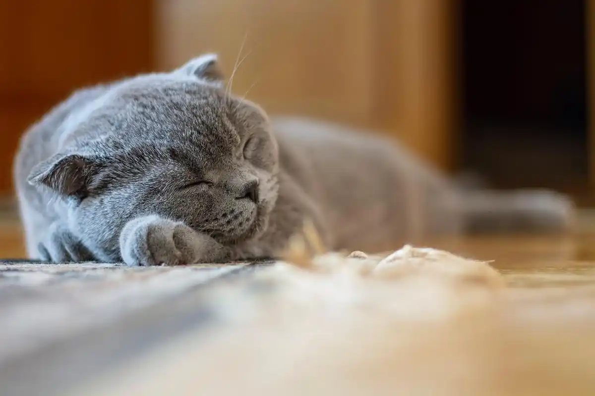 猫咪# #宠物# #让人怦然心动的小宠物# #宠爱好物分享# #治愈系猫