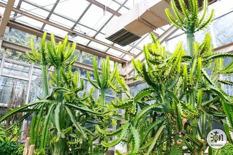 这个藏在成都3号线上的拍照圣地,人少景美ins风拍不停!