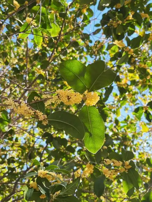 每年百看不厌的桂花树秋日剪影