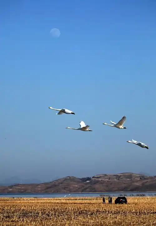 白天鹅飞进我心房 — 作者:王兴军