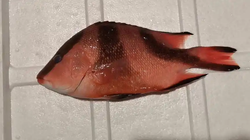 红鱼的亲戚——三刀鱼#海鲜美食 #海鲜原产地 #湛江 #鱼客日记