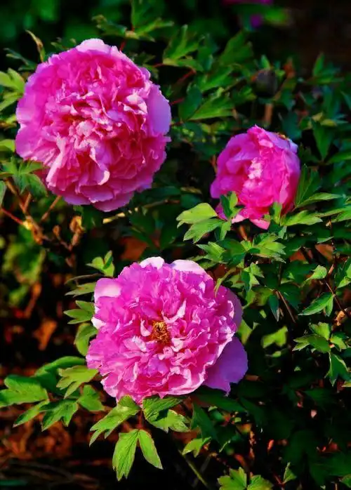 新的一天送你6朵花,为你带来好运和吉祥.(副本)