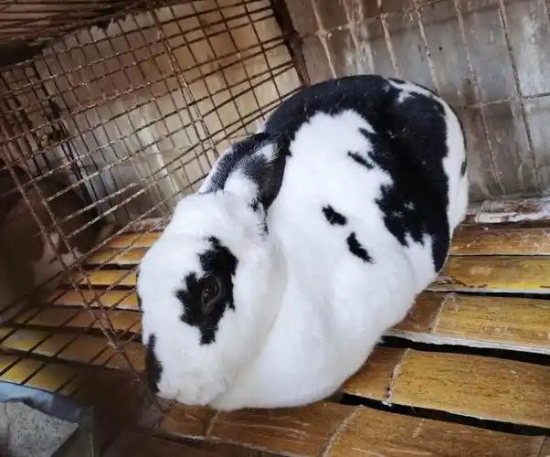 【兔种大全】花巨兔