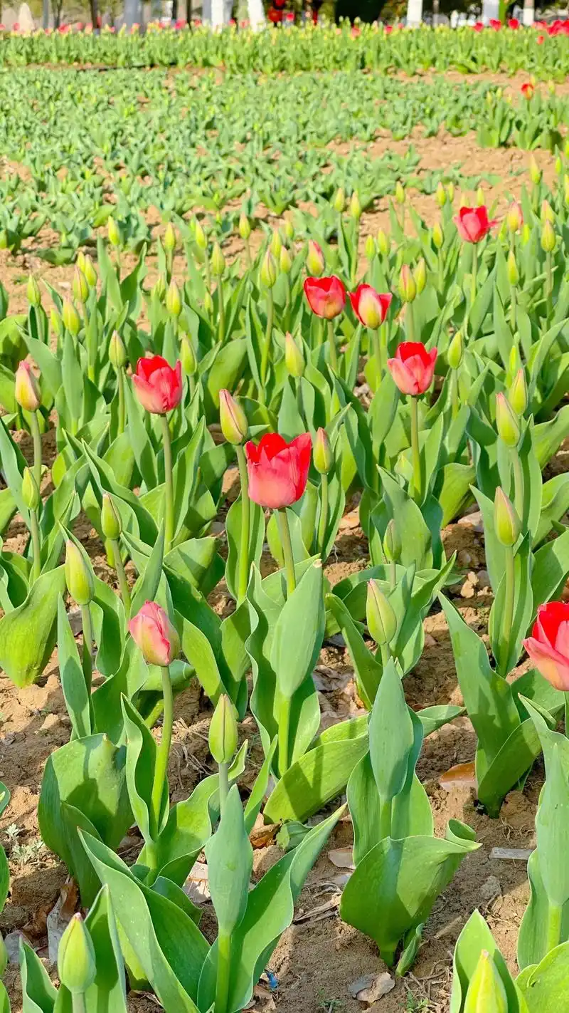 新野白河滩湿地公园郁金香含苞待放,三月二十日新野郁金香桃花节 - 抖