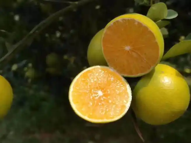 琼中绿橙正式开摘上市 预计产量达1000万斤