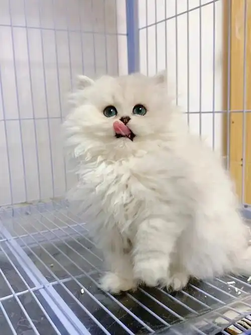 重庆杨家坪金吉拉找新家